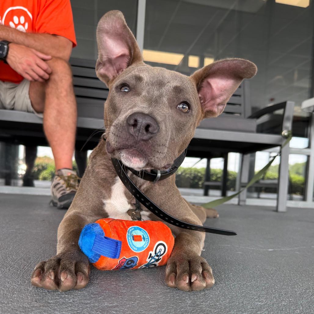 Harvey