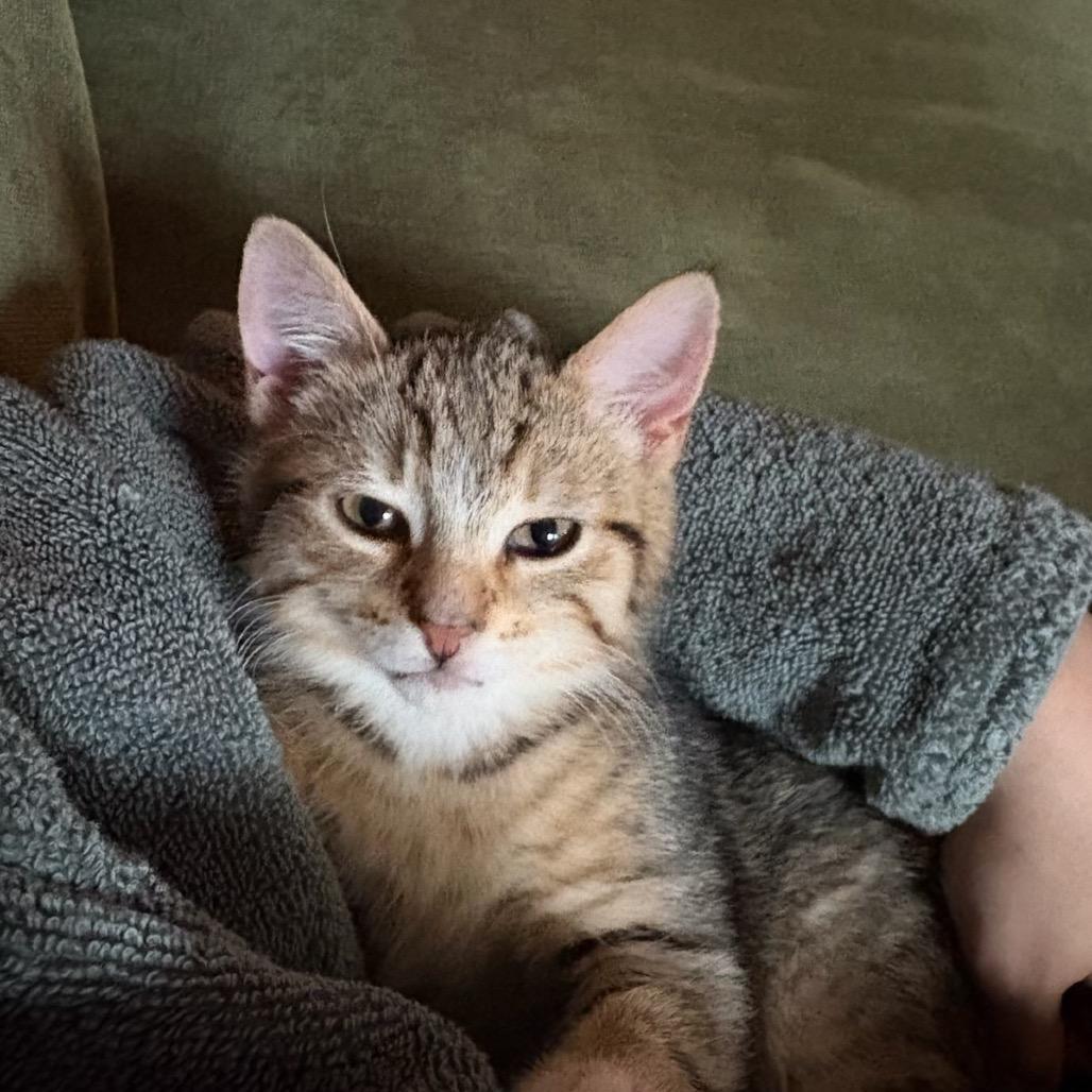 TJ