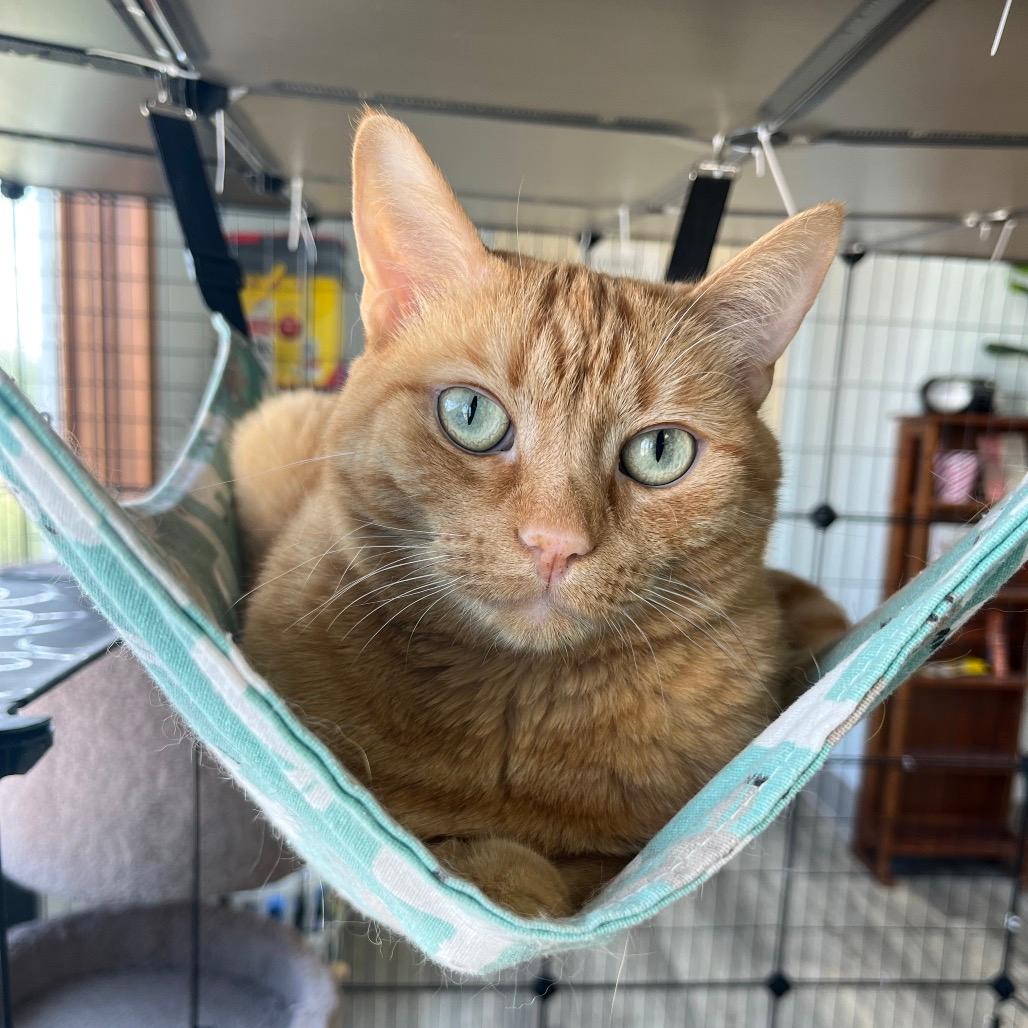 Ginger 