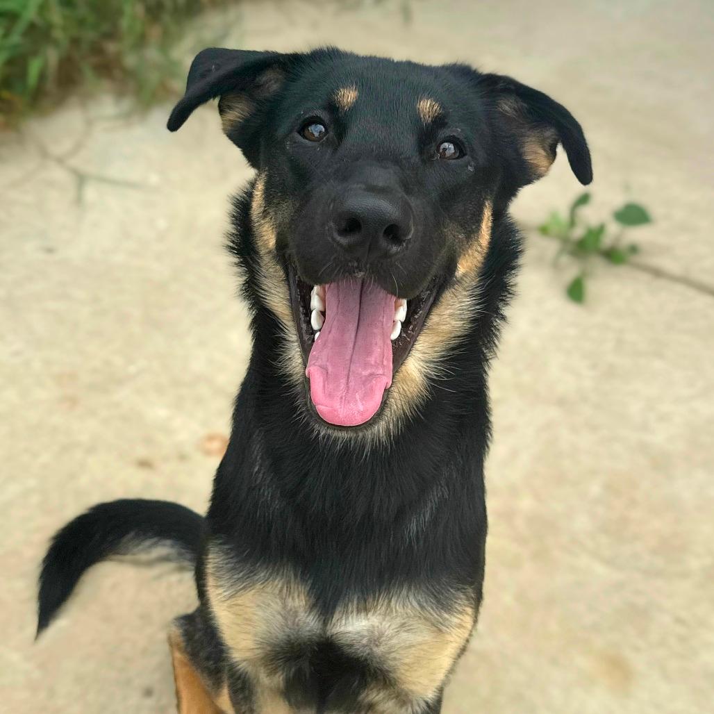 Brutus