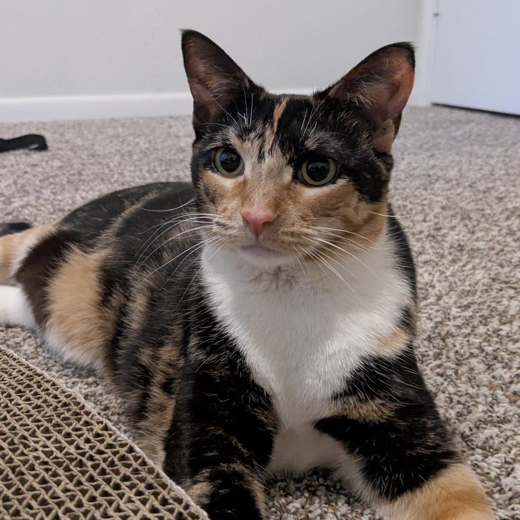 Callie