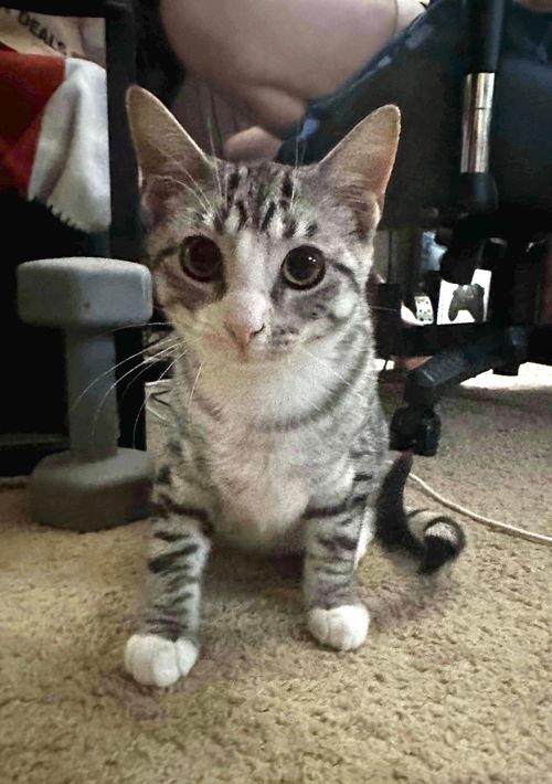 cat-sterling