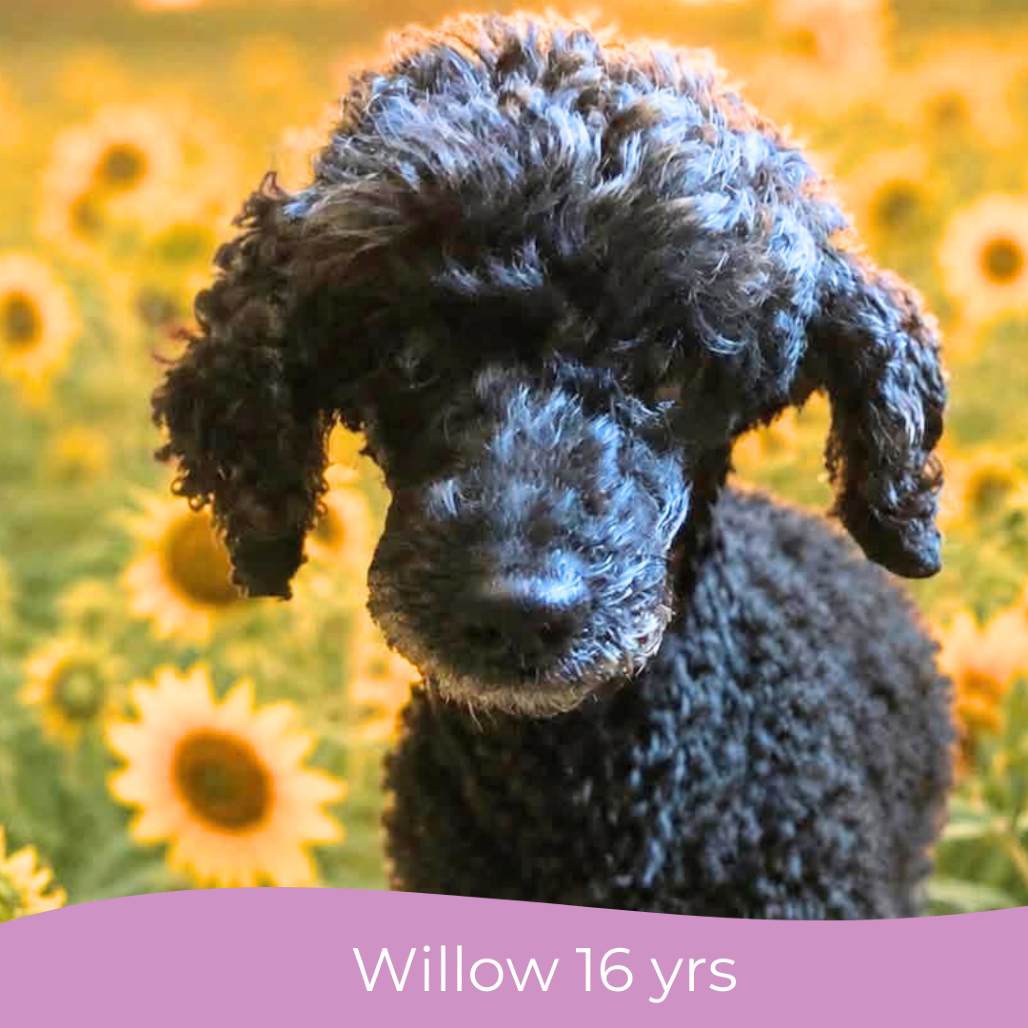 Willow (Whoopie)