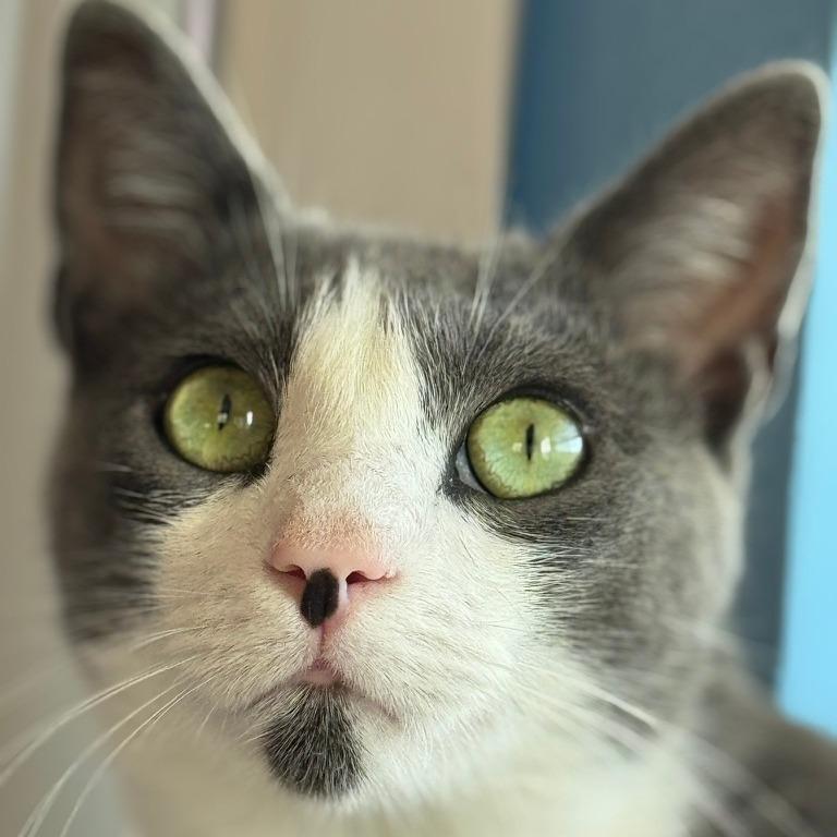 Hasan