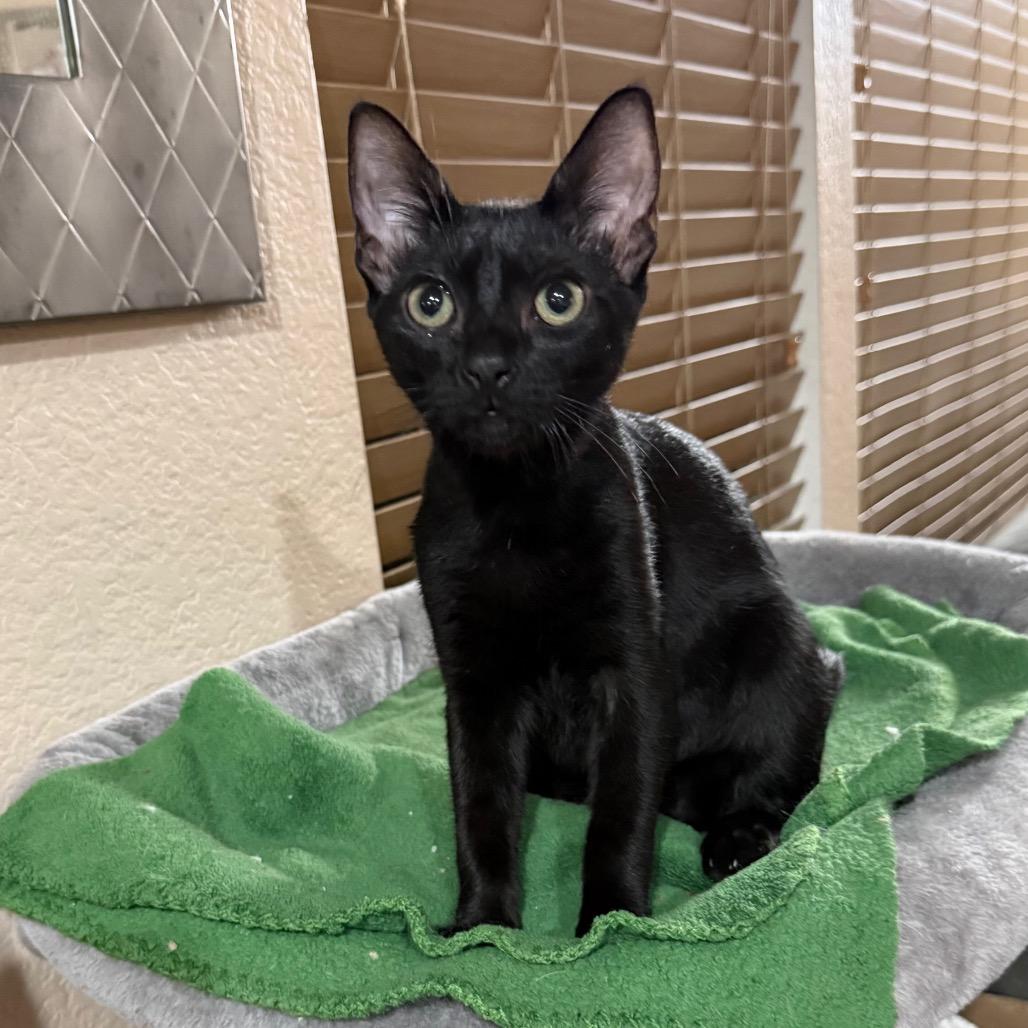 Jaden (cat café adoption)