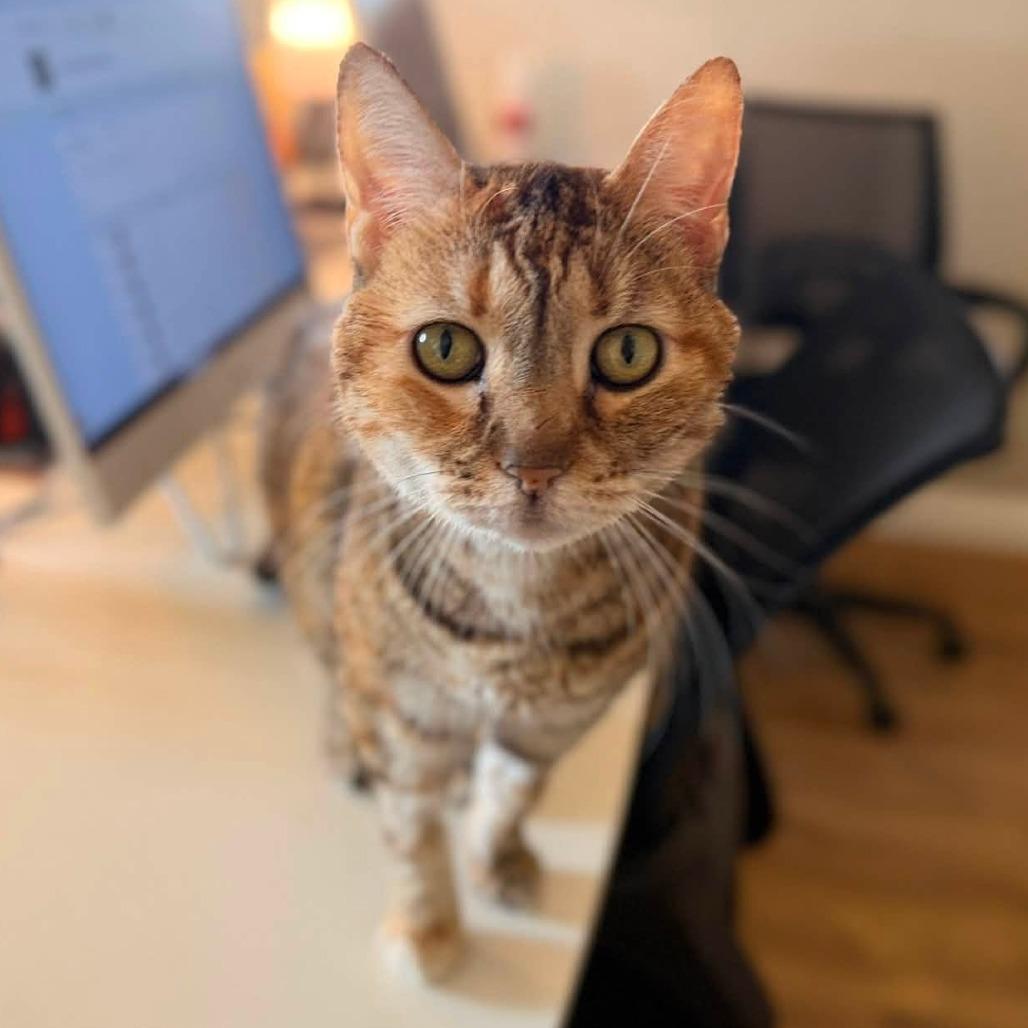 Gracie