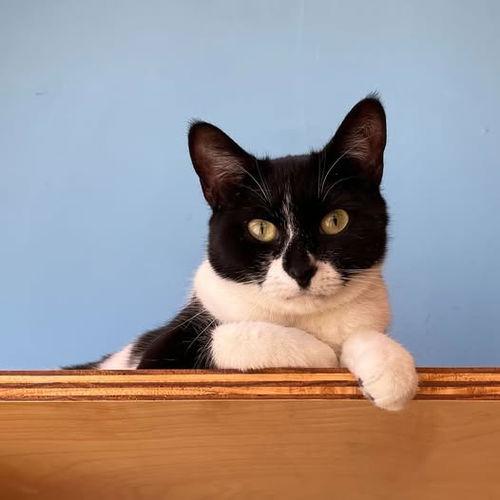 patti (bonded with pauley)