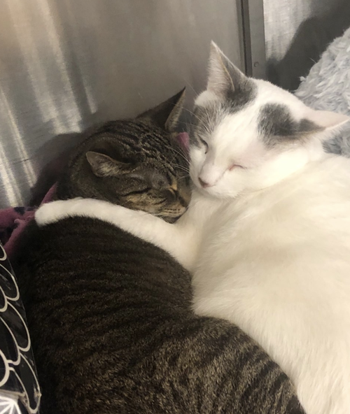 flagstaff and wickenburg (bonded pair)