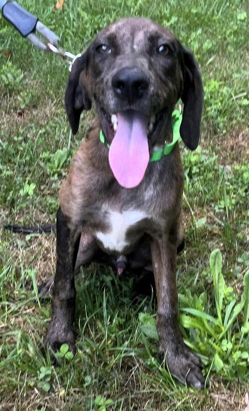 jax (18mo, 50lbs)