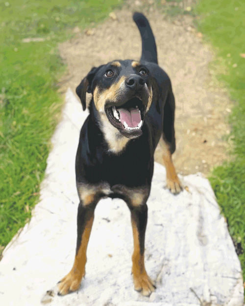 koda