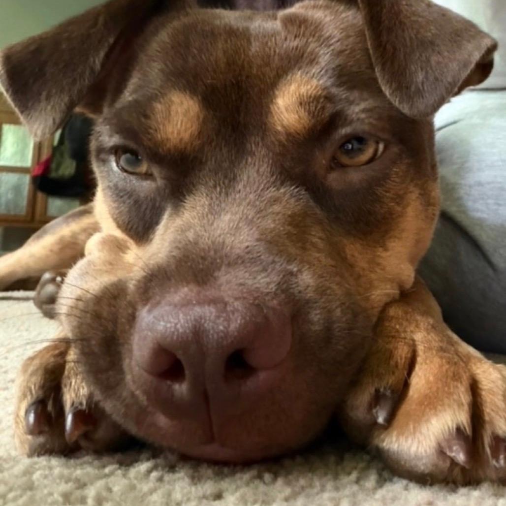 Rex