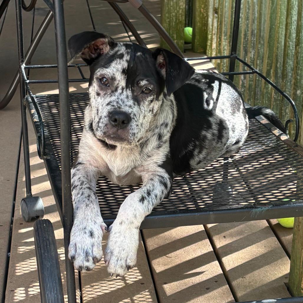 NY Nutty Buddy (Foster in Stormville NY)