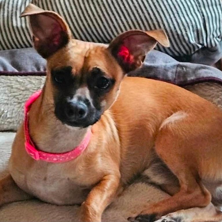 Chito