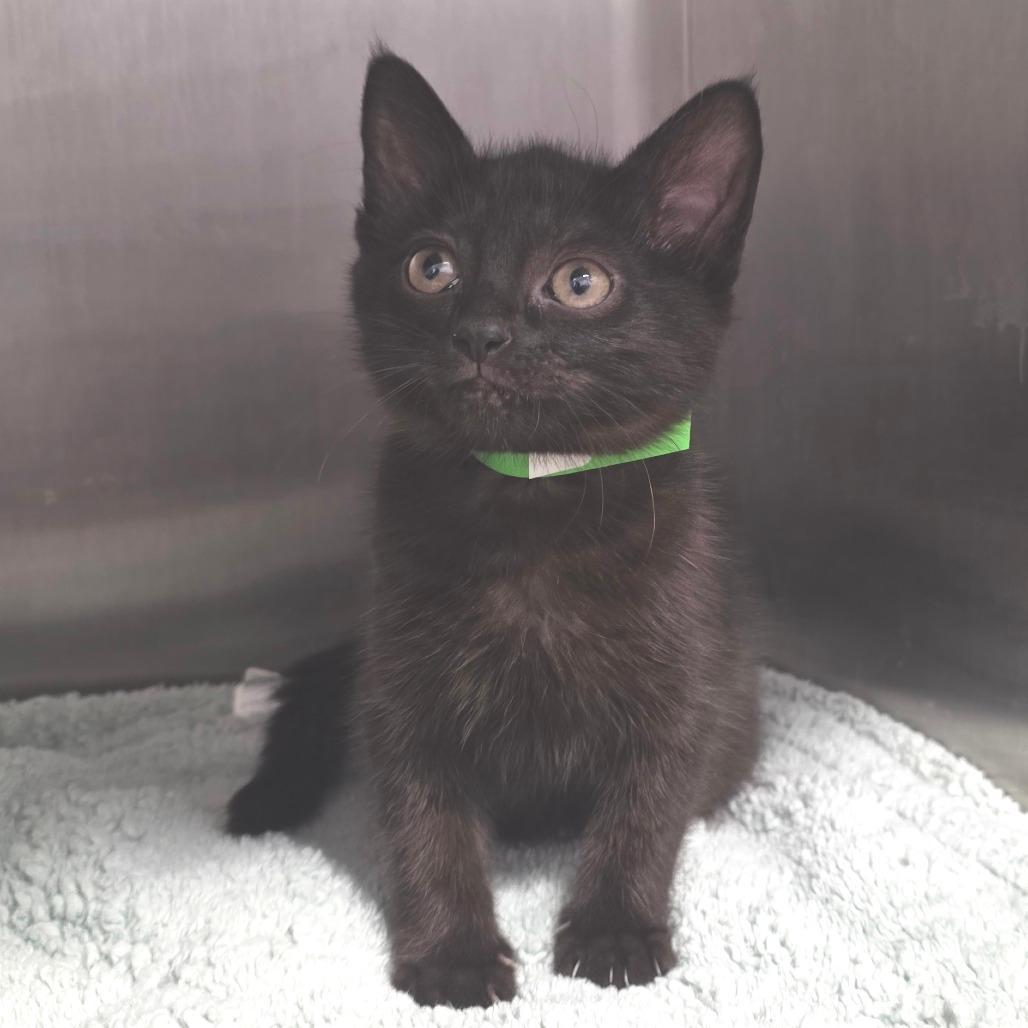 Bagheera