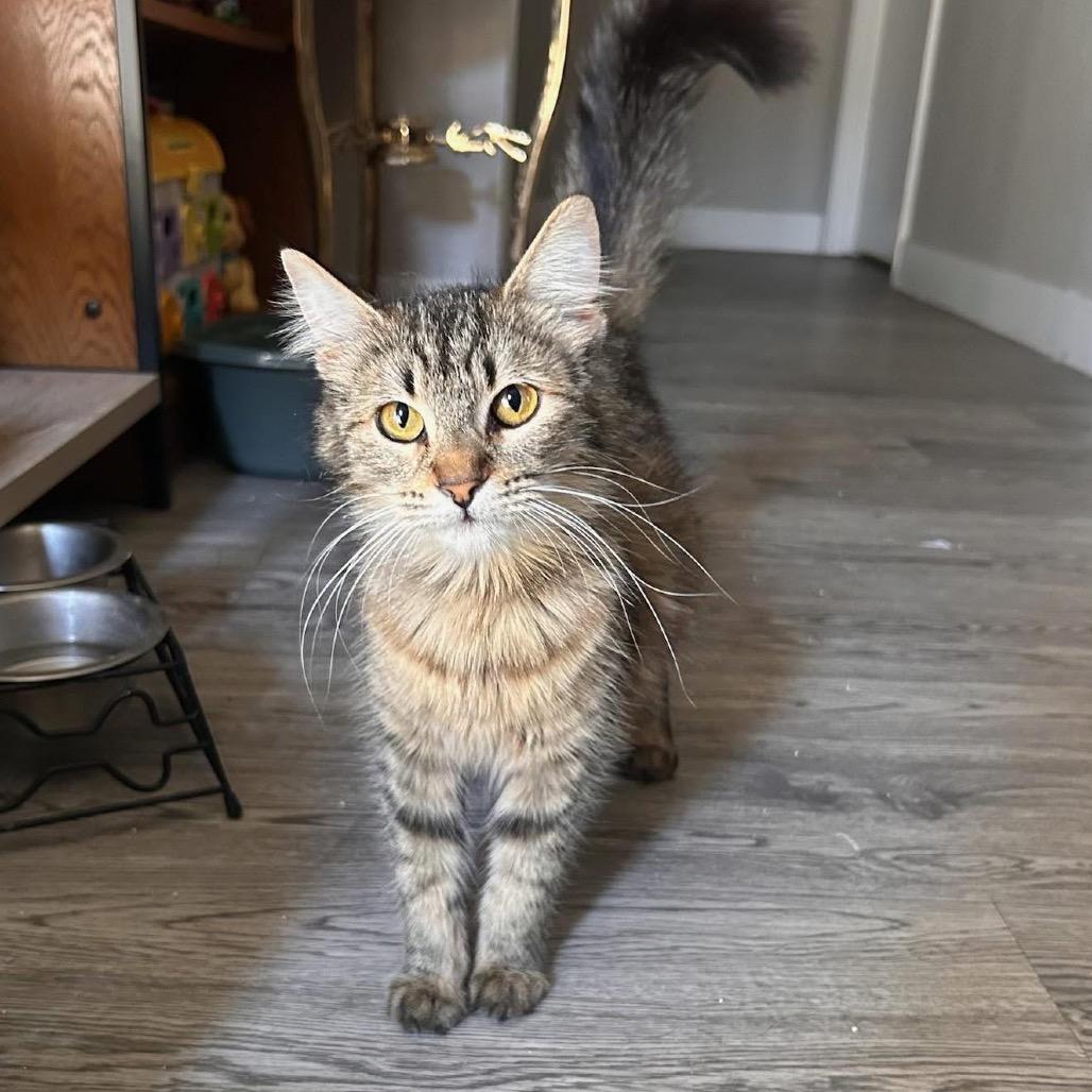 Praline