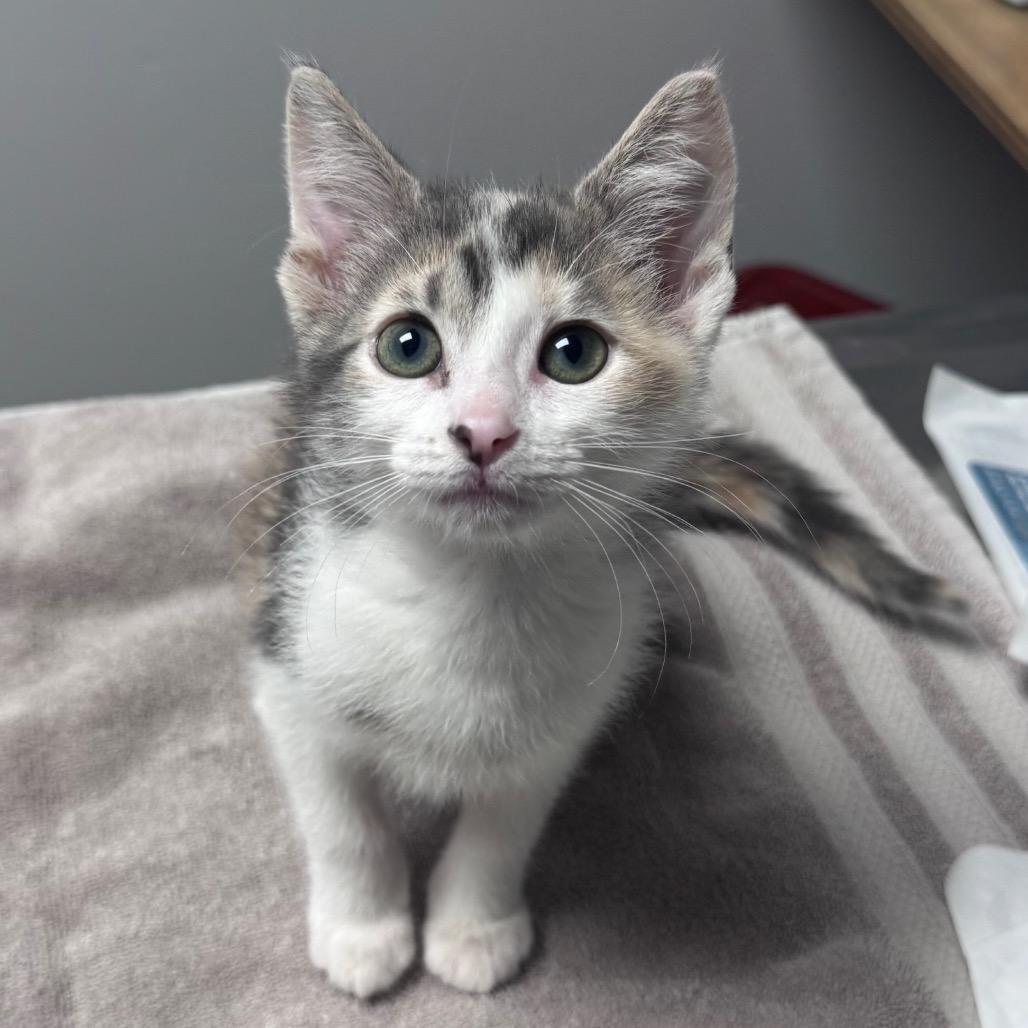 Clementine