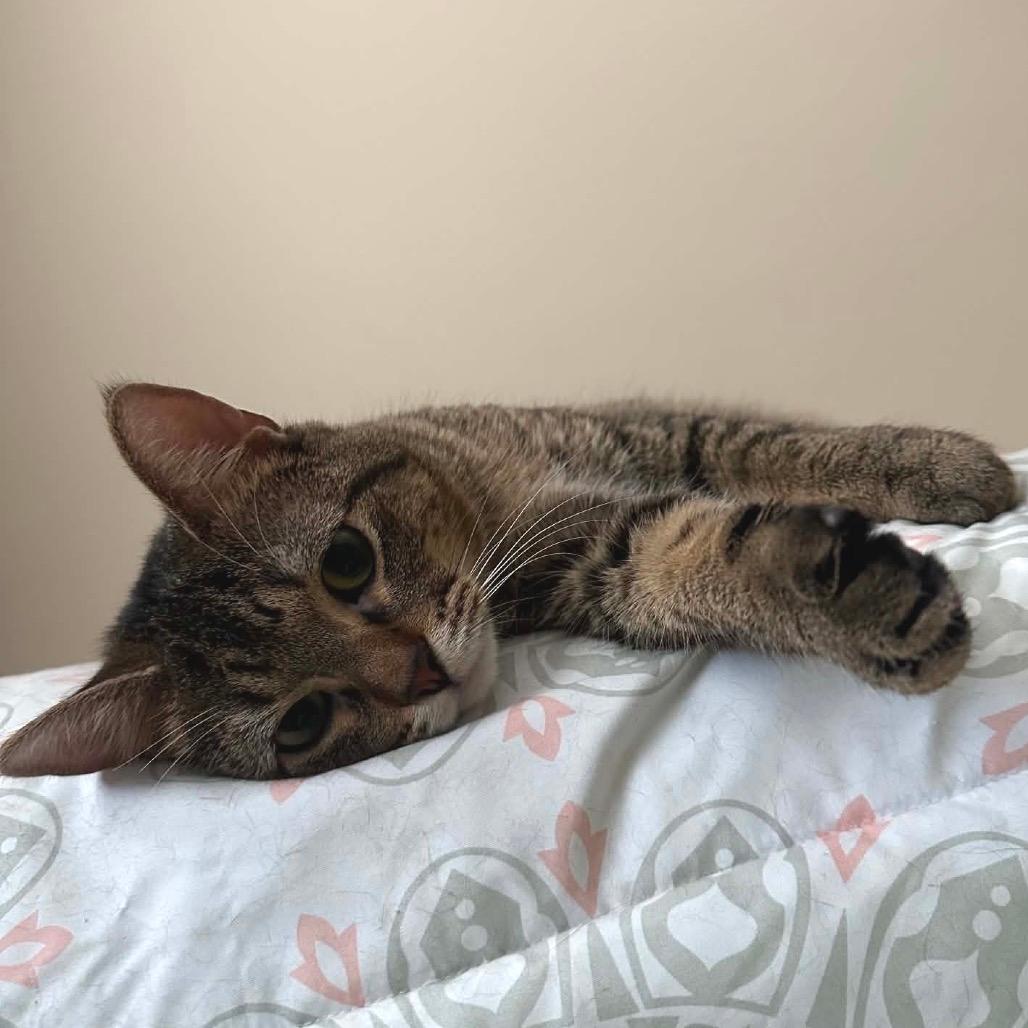 Curious George  *Meet me at Eagan Petsmart*