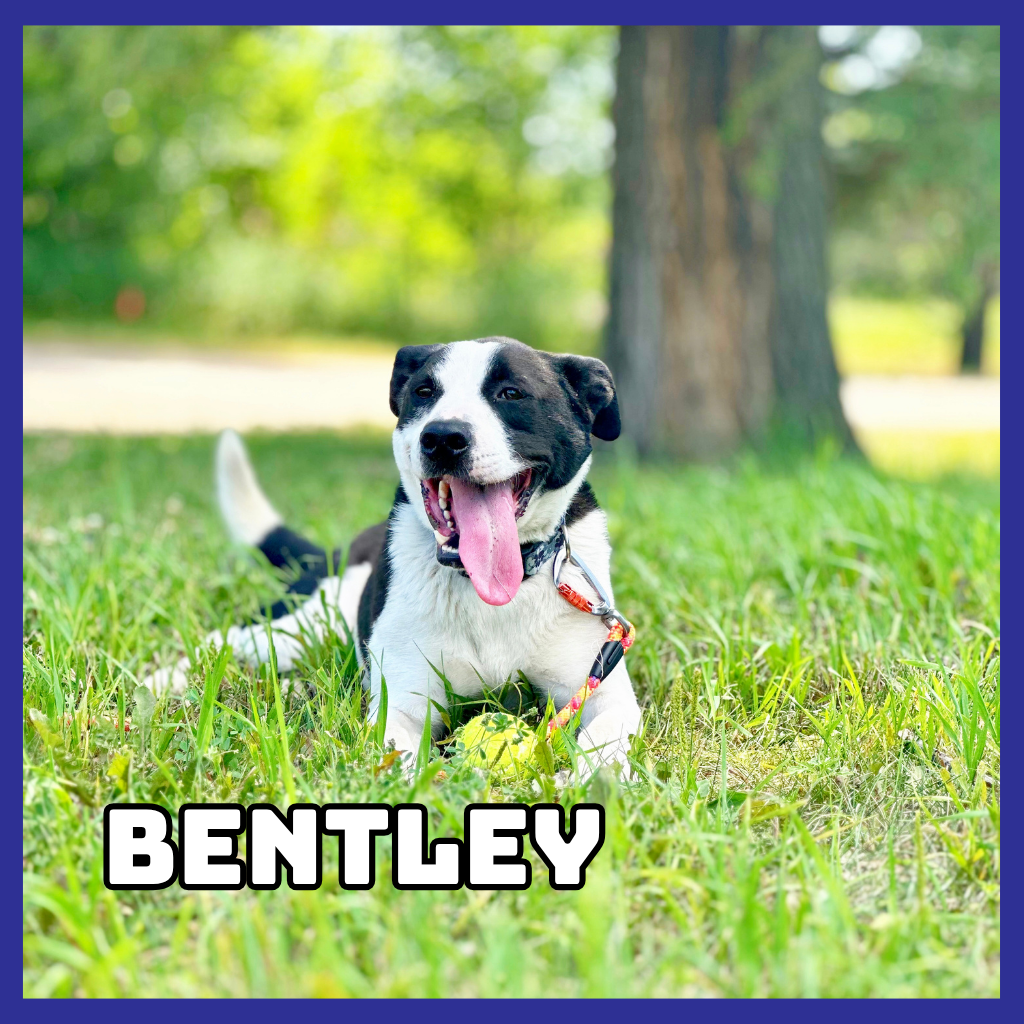 Bentley 
