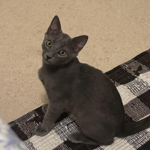 Eli