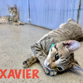 Xavier