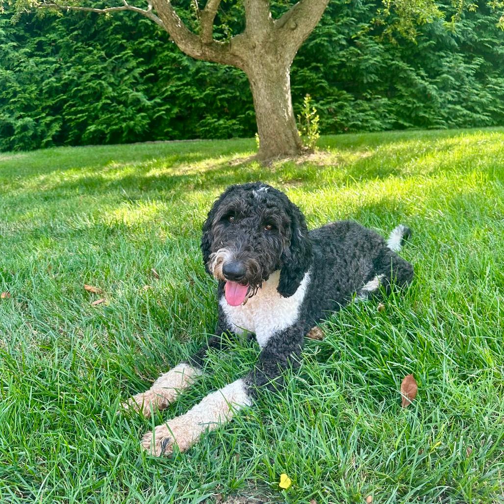 Roscoe