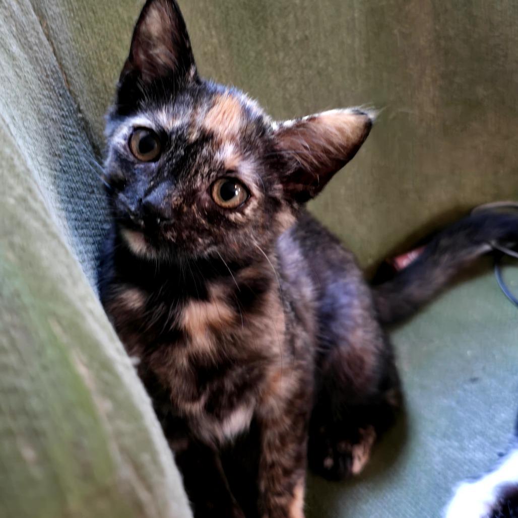 Nutmeg