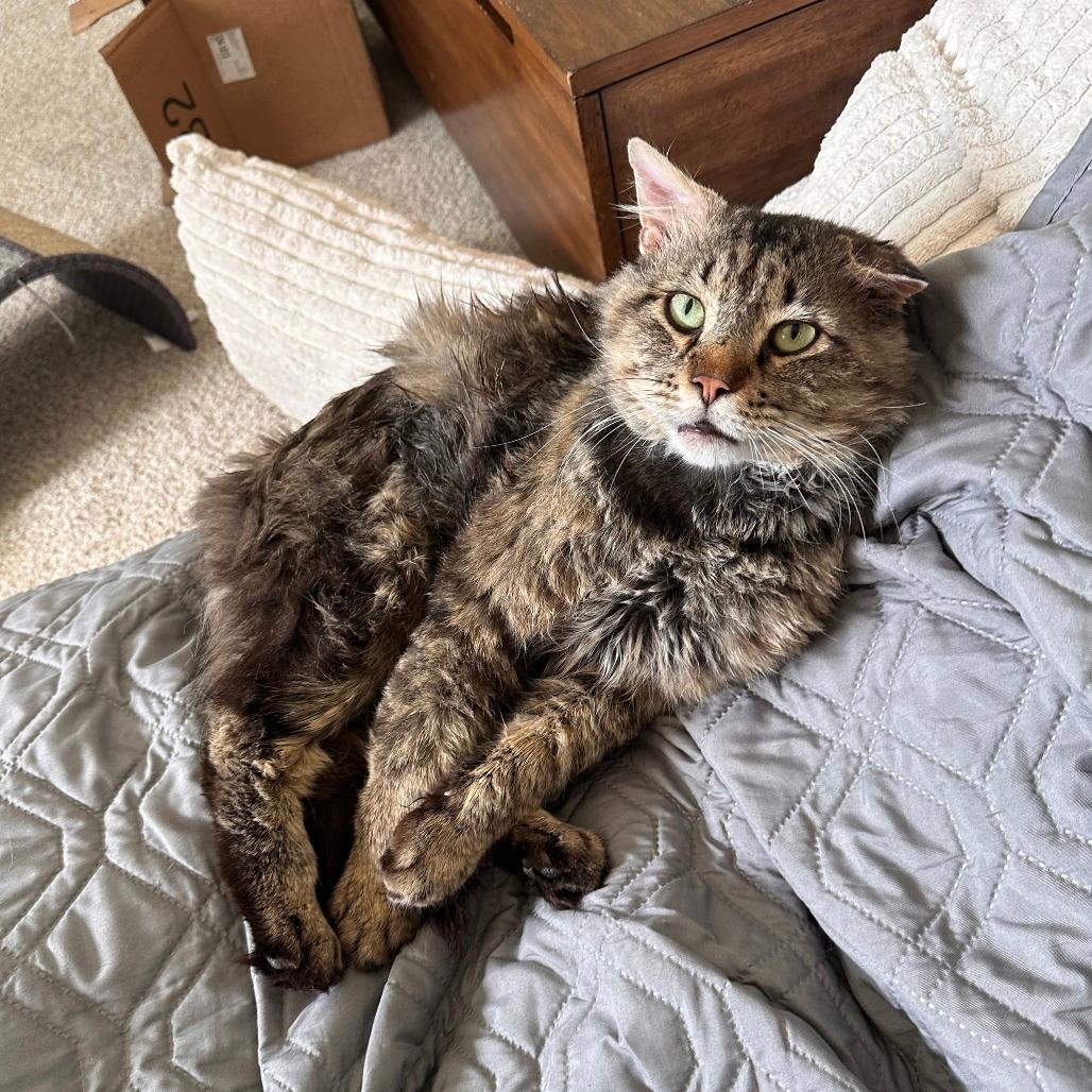 Shia LeFluff