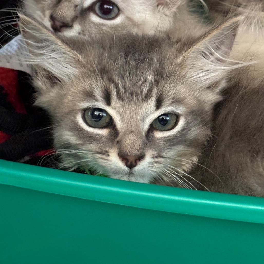 Troix-Tiny Spirit Kitten
