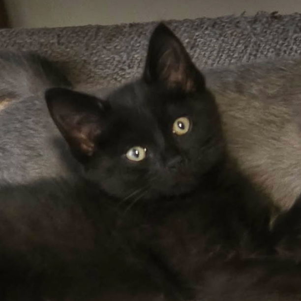Cleo