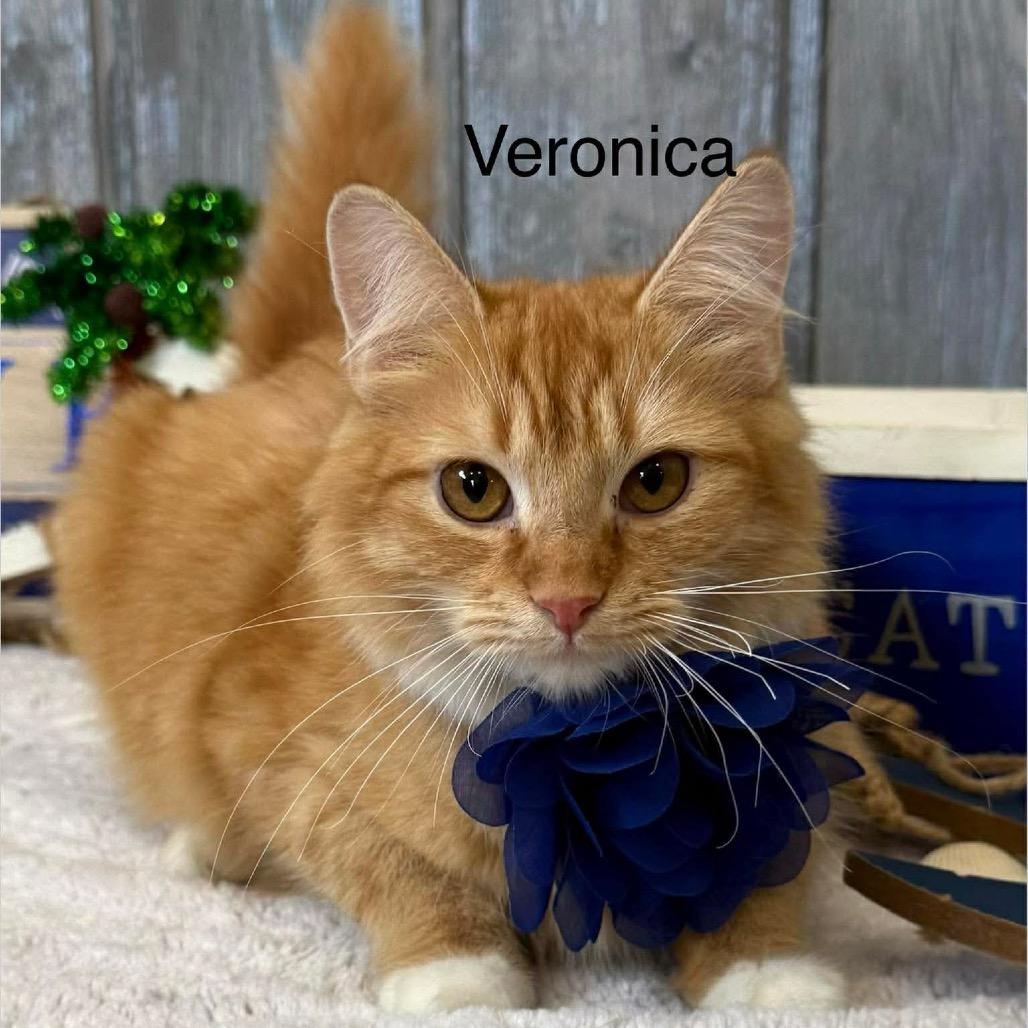 Veronica