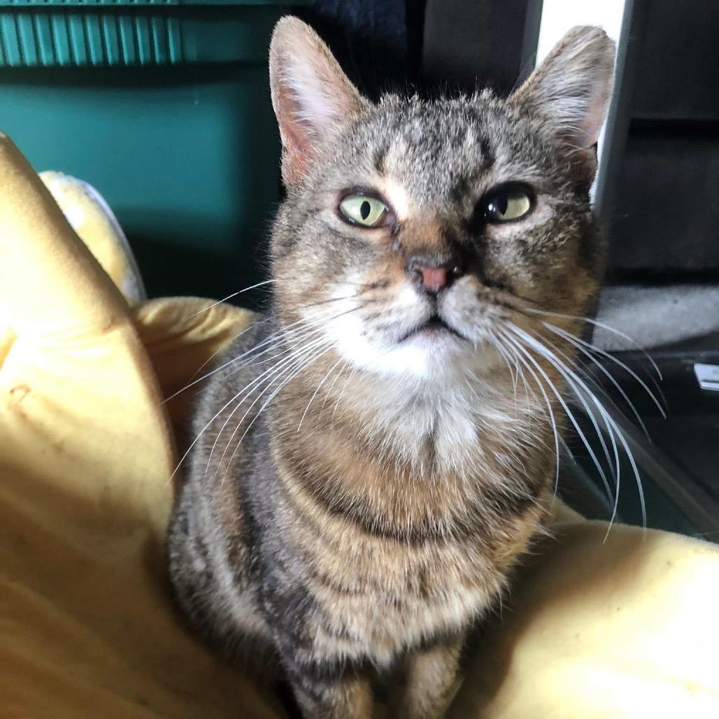Perdita