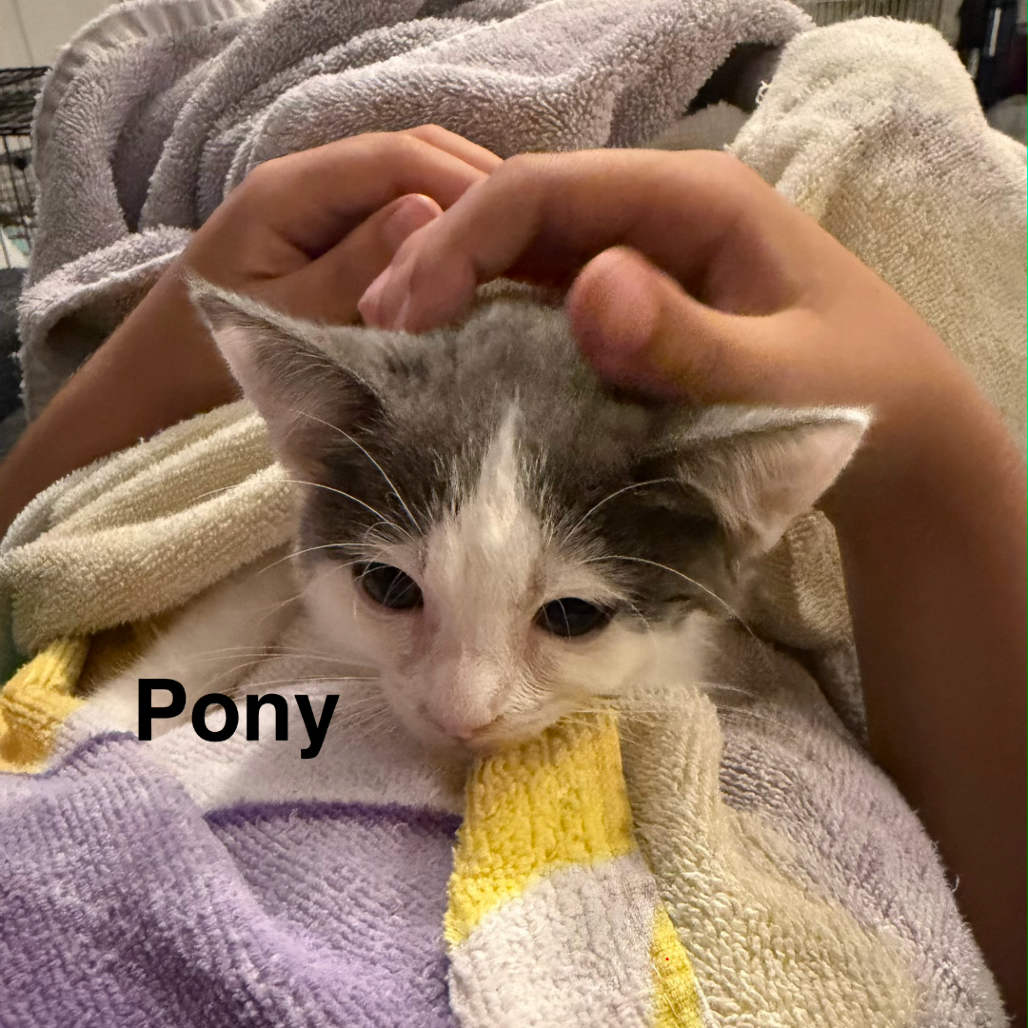 Pony
