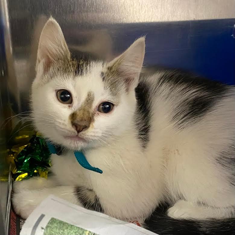 Soggy Cereal-Tiny Spirit Kitten