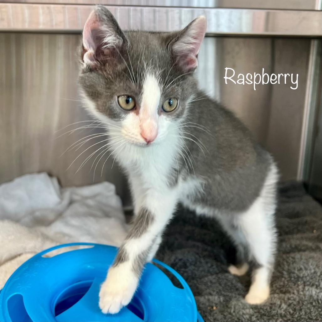 Raspberry