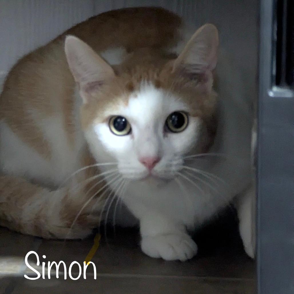 Simon