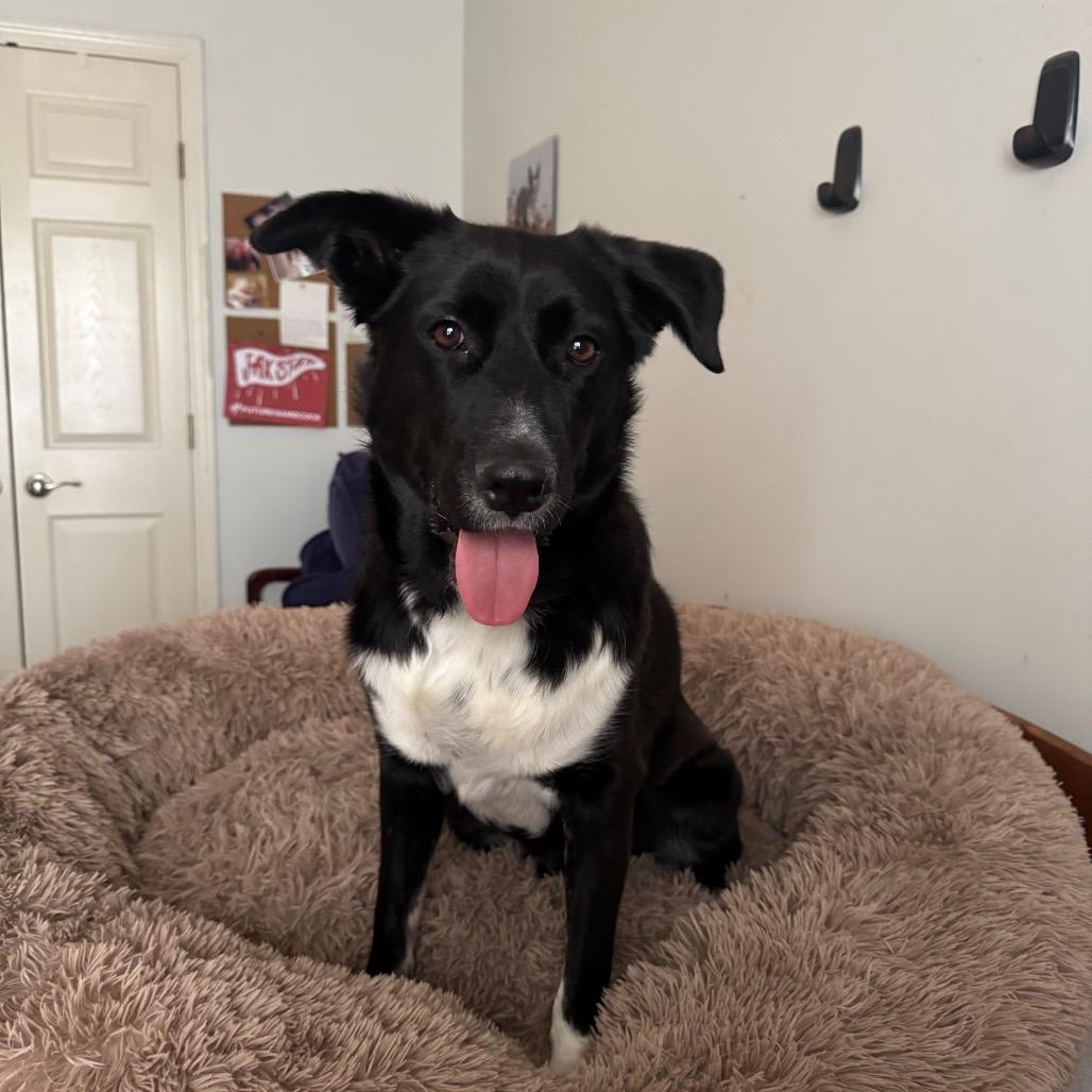 Tobi (James)- In Foster(Adoption Fee SPONSORED!)