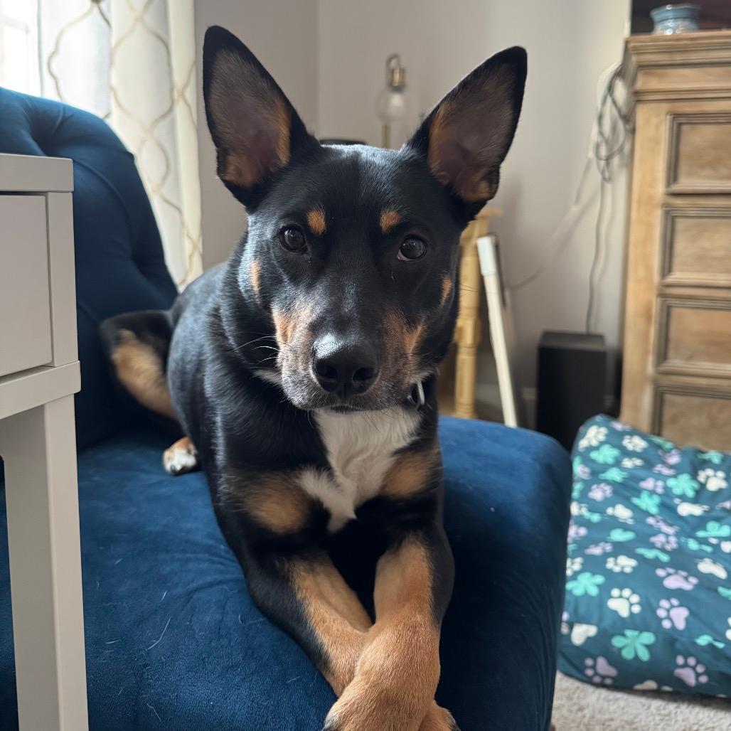 Rocky (Adoption Fee-Sponsored!)