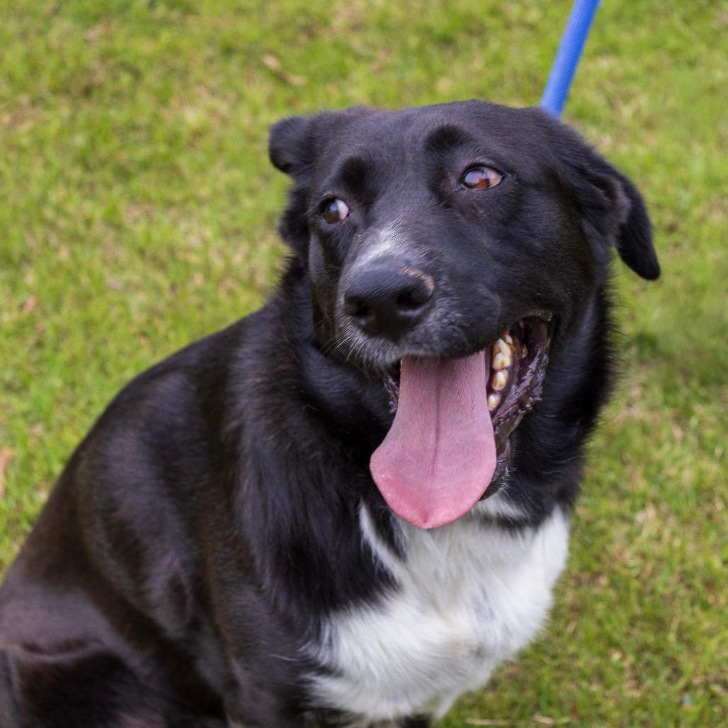 James (Adoption Fee SPONSORED!)