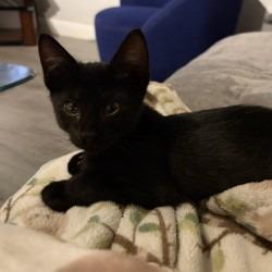 Gus