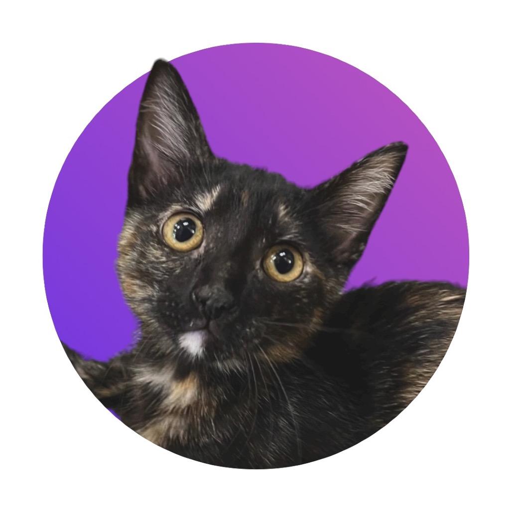 Jitterbug