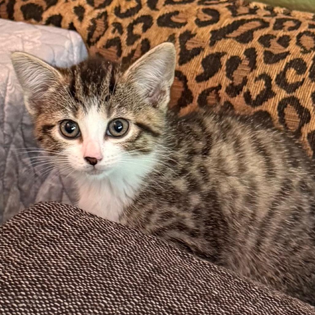 Kit Kat