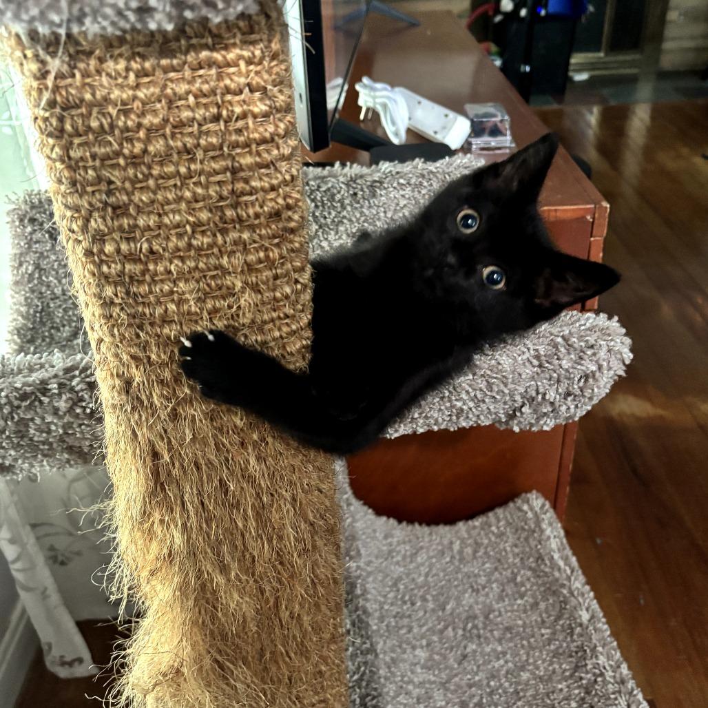 Panther