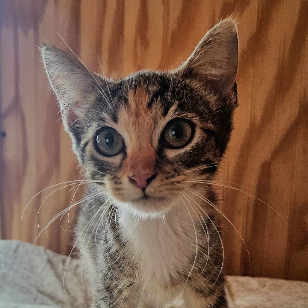 Ezmay - Adoption ready August 14th 