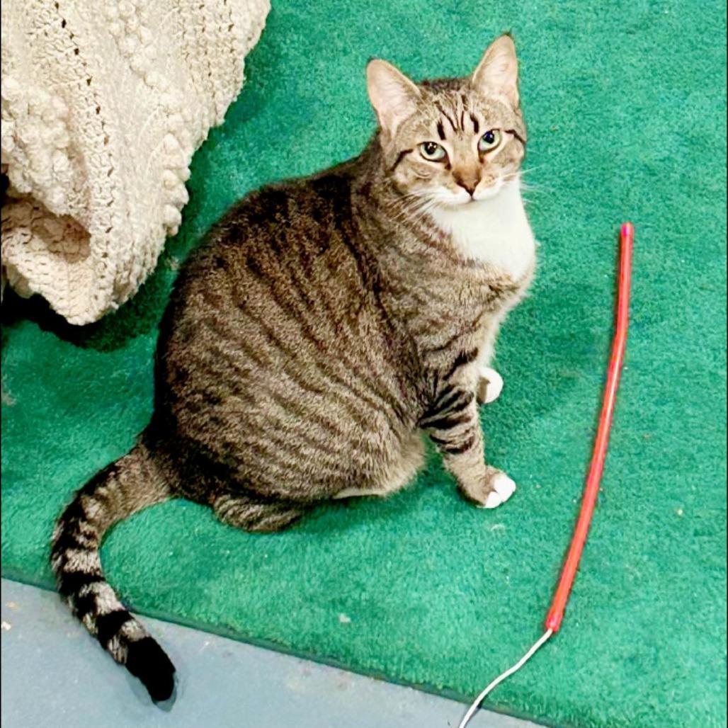 Nutmeg