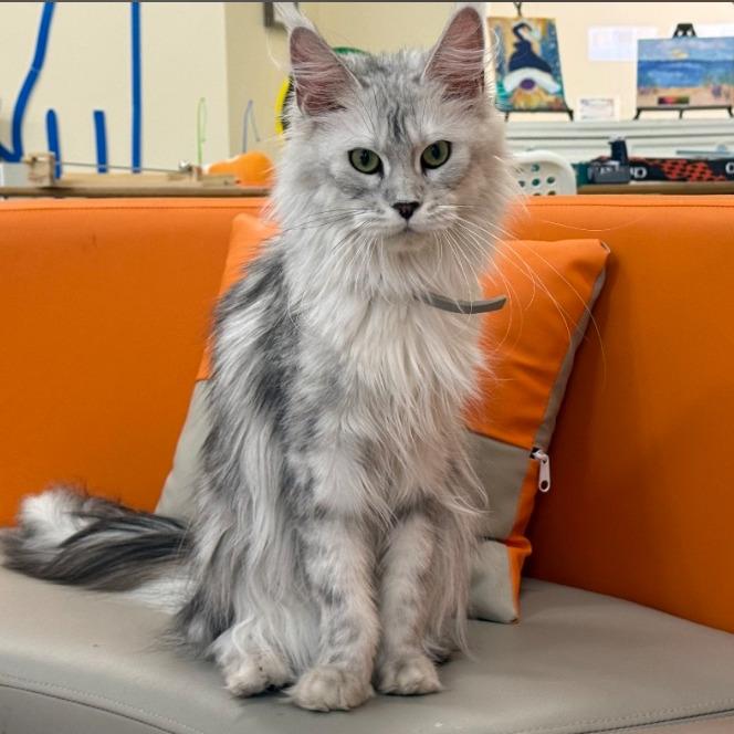 Arwen -Maine Coon
