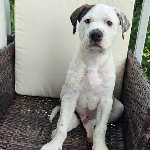 Cayenne