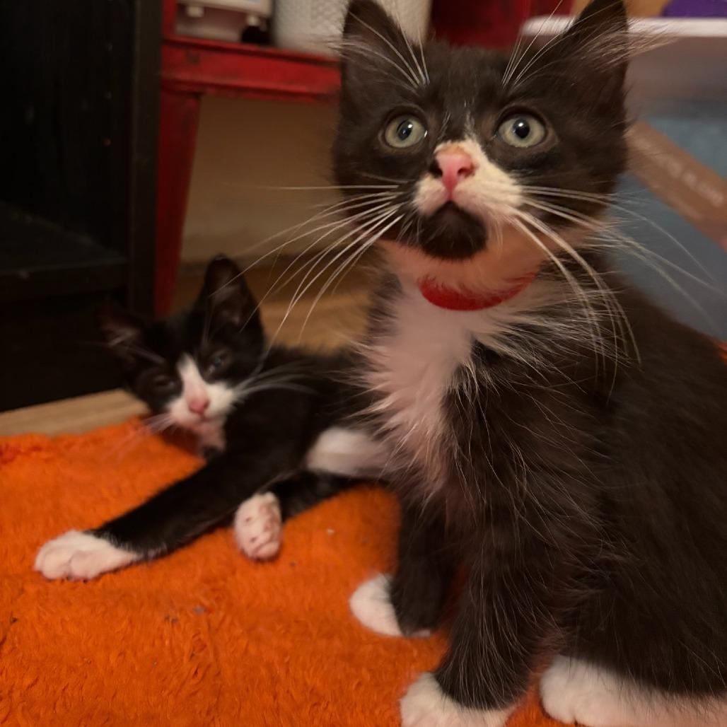 Yurman (Bonded to brother Winston)