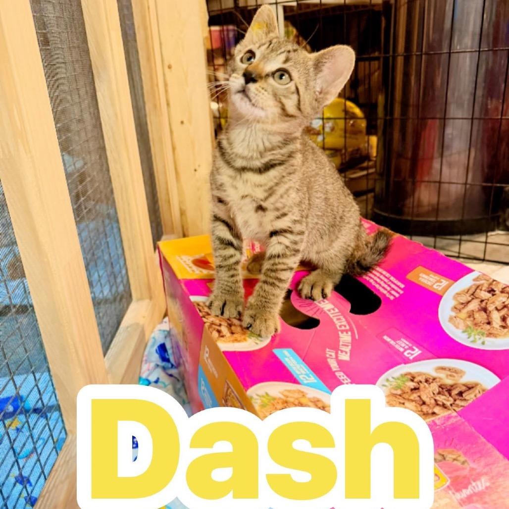 Dash