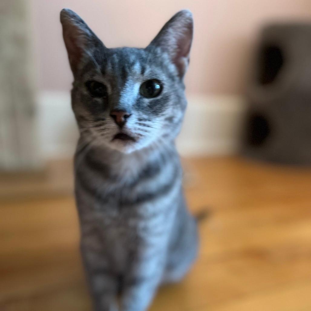 Brivon