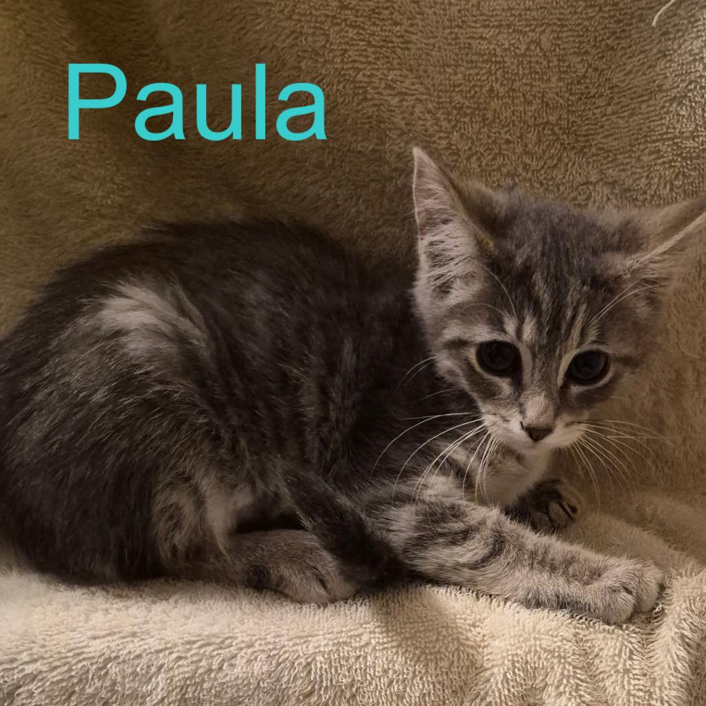 Paula